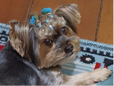 Homenagem a cachorrinha Leona e Dytinha -