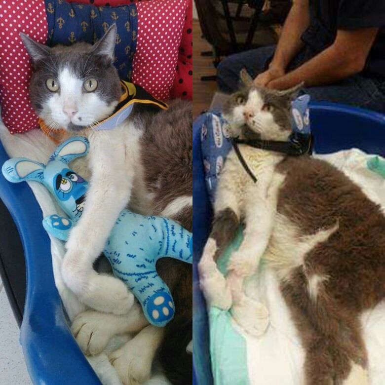 Feira do Livro e Arraial Felino agitam a Fundação Pró-Memória - Crédito: Marcos Escrivani