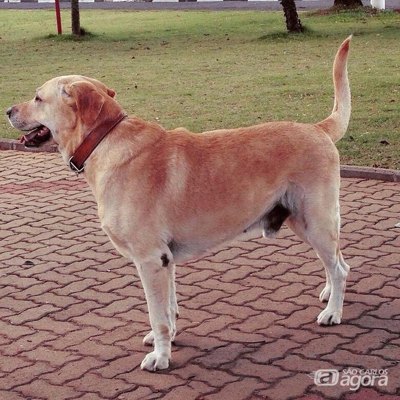 Homenagem ao cachorro Théo -