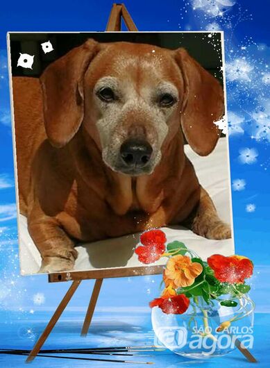 Homenagem da Funerais Pet a cachorrinha Molly -
