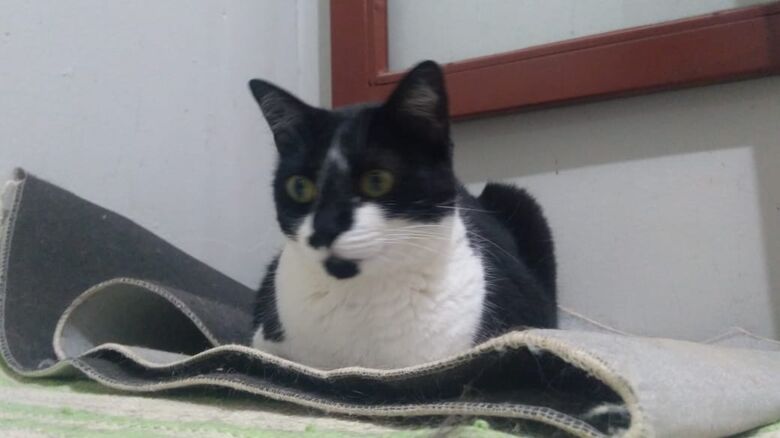 Homenagem da Funerais Pet a gatinha Tarsila -
