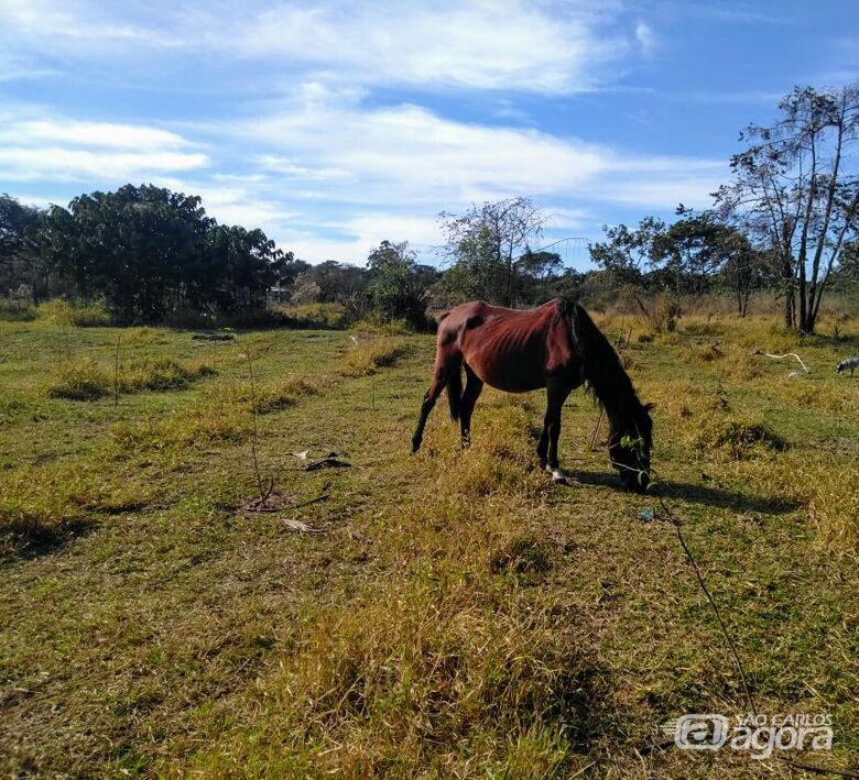 Secretaria de Serviços Públicos solicita retirada de animais de área de recuperação ambiental -