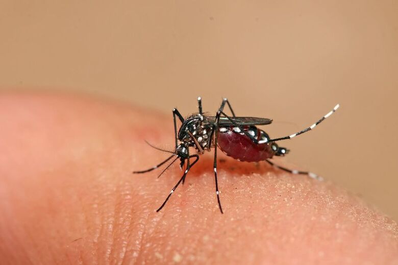 Confira os números Dengue em São Carlos -