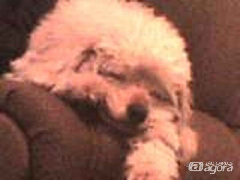 Homenagem da Funerais Pet ao cachorro Bob -