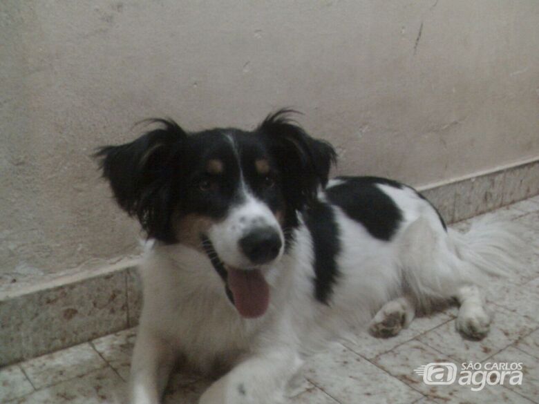 Homenagem do Funerais Pet ao cachorro Zequinha -
