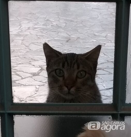 Homenagem da Funerais Pet a gatinha Sanfona -