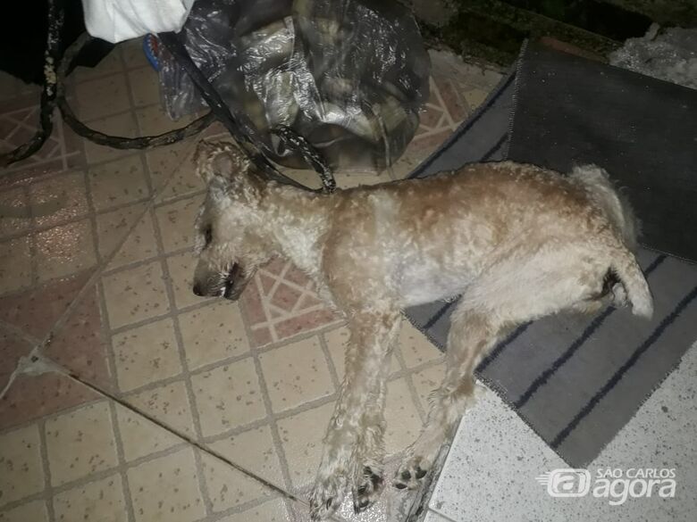 Final de semana é marcado pelo envenenamento de três cães em São Carlos - Crédito: Marcos Escrivani