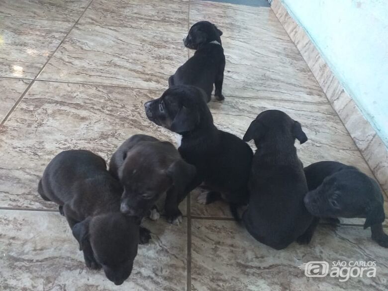 Dona de casa denuncia sumiço de uma cachorra e oito filhotes no Cidade Aracy - Crédito: Divulgação