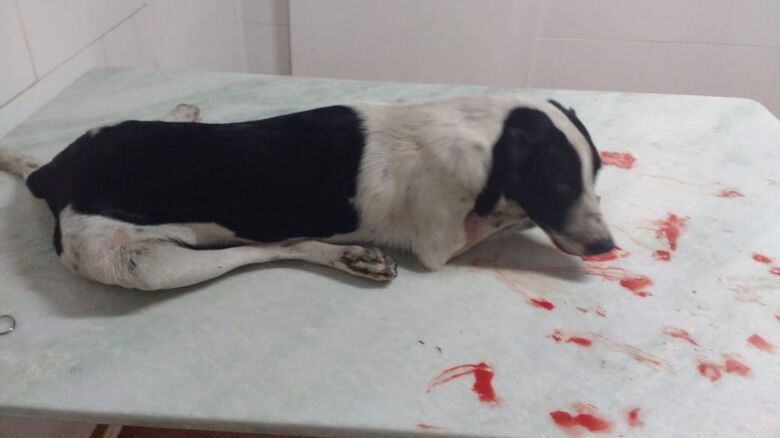 Cachorrinho morre após ser atropelado no Cidade Jardim - Crédito: Divulgação