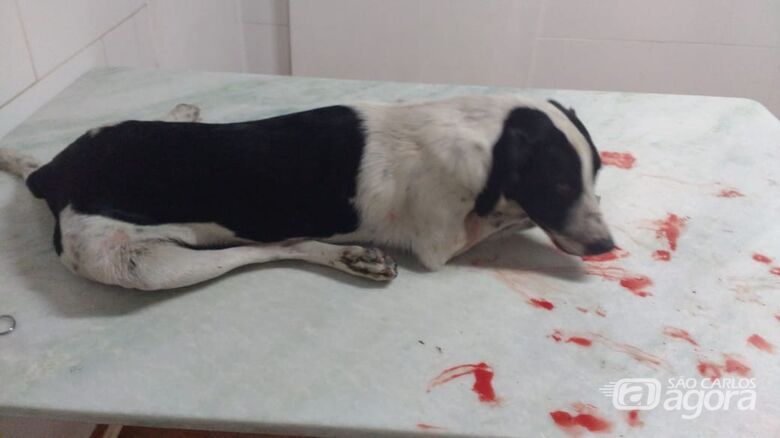 Cachorrinho morre após ser atropelado no Cidade Jardim - Crédito: Divulgação