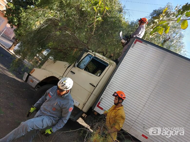 Árvore cai sobre caminhão no Centro - Crédito: Luciano Lopes