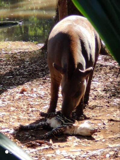 Filhote de anta nasce no Parque Ecológico -