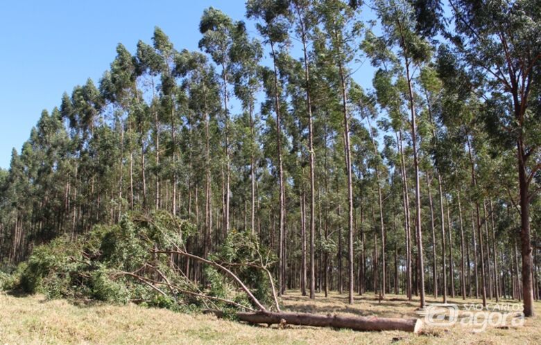 Pesquisador da Embrapa São Carlos diz que manejo de árvores mantém equilíbrio em sistemas integrados de produção - Crédito: Gisele Rosso
