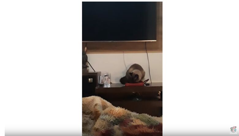 Moradora de São Carlos que sempre perdia hora do trabalho descobre que gato desligava alarme - Crédito: Reprodução