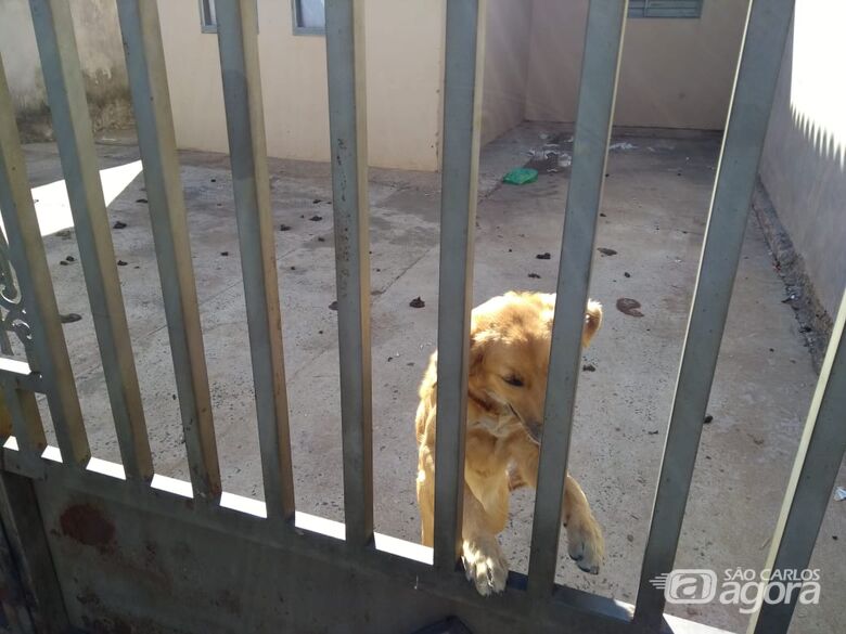 Defesa Animal resgata cachorro vítima de maus tratos -
