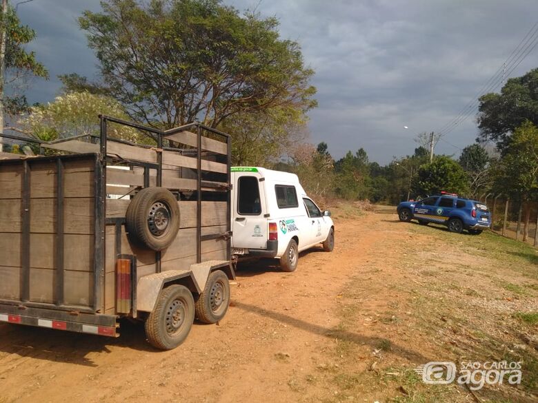 Fiscalização do Departamento de Defesa Animal tem como foco coibir animais soltos em áreas públicas - 