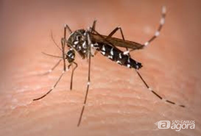 São Carlos registra 7.197 casos de dengue - 