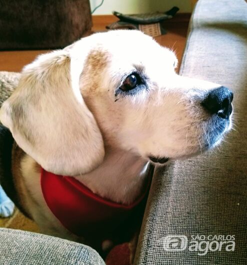 Homenagem ao Cachorrinho Jeff. -
