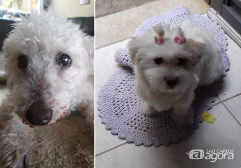 Homenagem ao cachorrinho Molico e Tancinha - 