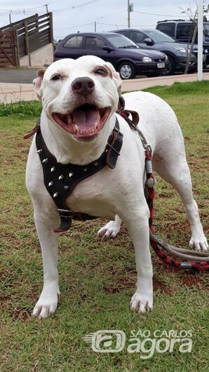 Homenagem da Funerais Pet a cachorrinha Lara -