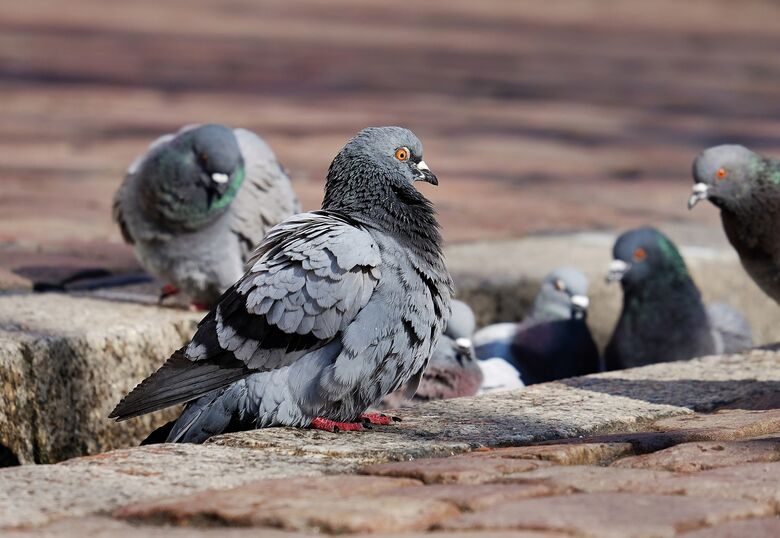 'Doença do Pombo' mata duas pessoas no litoral paulista; saiba como se prevenir - Crédito: Pixabay