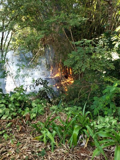 Bambuzal pega fogo em praça abandonada no Munique - Crédito: Divulgação