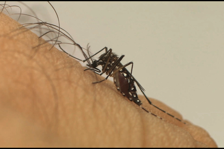 São Carlos registra 1.563 casos de dengue - Crédito: Divulgação