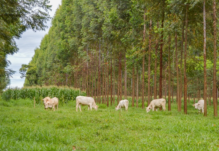 Para pesquisador da Embrapa São Carlos, bem-estar animal impacta na produtividade de carne e leite - Crédito: Gisele Rosso
