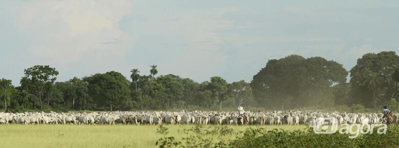 Memórias Pantaneiras: a arte do fotógrafo Haroldo Palo Júnior em destaque na USP São Carlos - Crédito: Haroldo Palo Júnior