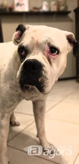 Homenagem Funerais Pet ao cachorro Bambu -
