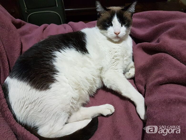 Homenagem a Gato Petrukio -