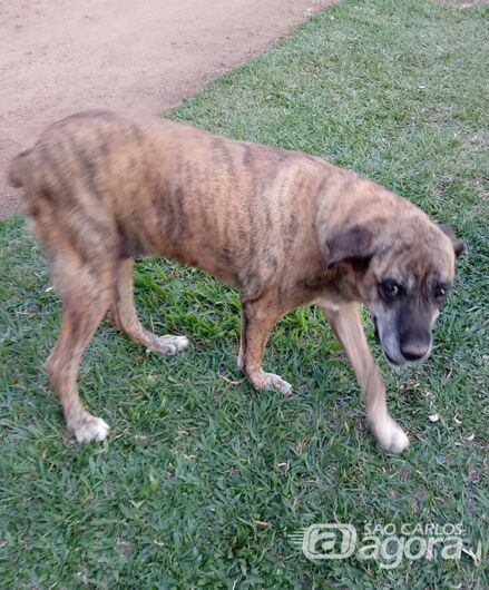 Homenagem Funerais Pet a cachorrinha Tika - 