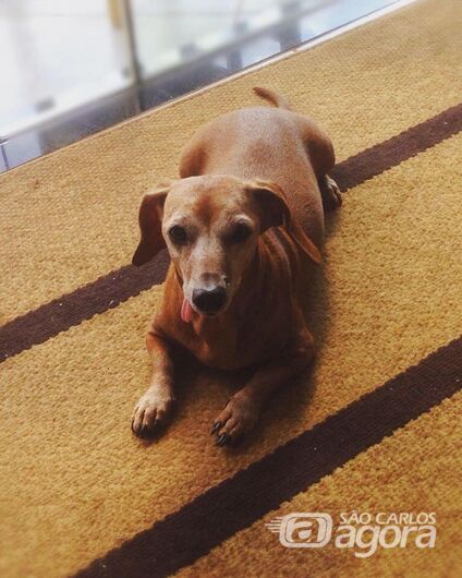 Homenagem a cachorrinha Mayonese -
