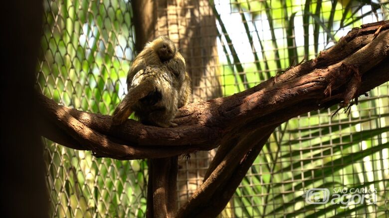 Trabalho do Parque Ecológico contribui para a preservação do Sagui-Pigmeu -