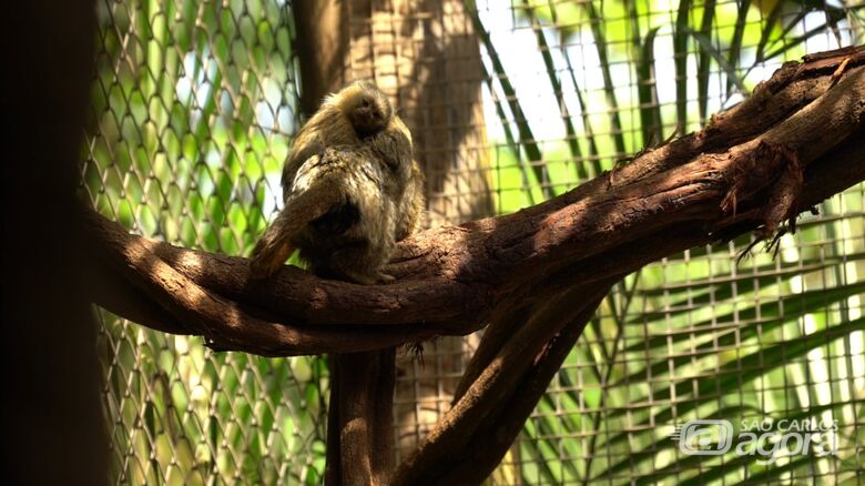 Trabalho do Parque Ecológico contribui para a preservação do Sagui-Pigmeu - 