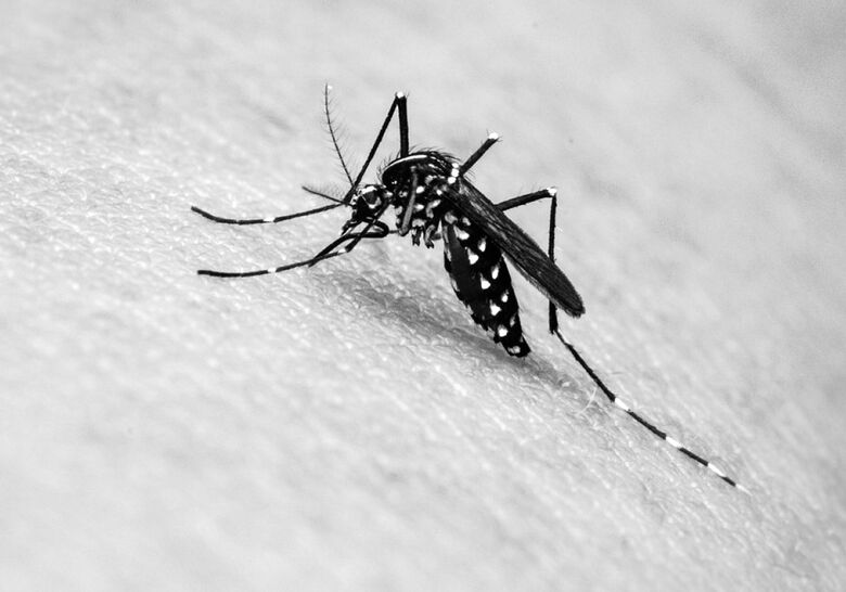 Confira os números da Dengue em São Carlos -