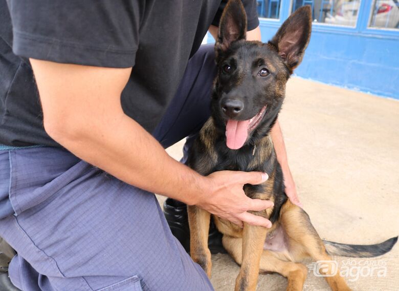 Canil da Guarda Municipal recebe filhote de pastor belga malinois para treinamento - Crédito: Divulgação