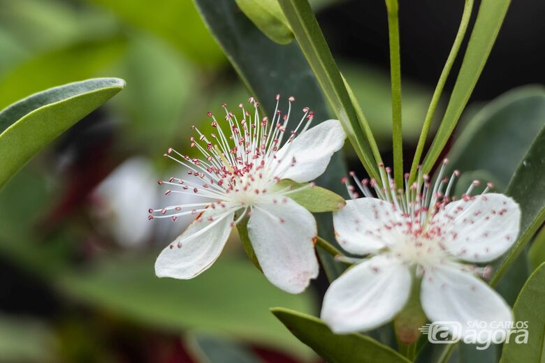 Plantas de pequeno porte do Cerrado embelezam exposição na UFSCar - Crédito: Altair Dovigo - SGAS