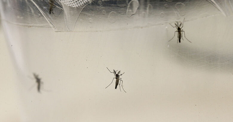 Aedes aegypti, transmissor do vírus zika. Um dos problemas dos testes anteriores era a possibilidade de falso positivo caso o indivíduo já tivesse apresentado caso de dengue ou outras doenças cujo patógeno pertence à mesma família dos flavivírusus – - Crédito: Foto: Marcos Santos / USP Imagens