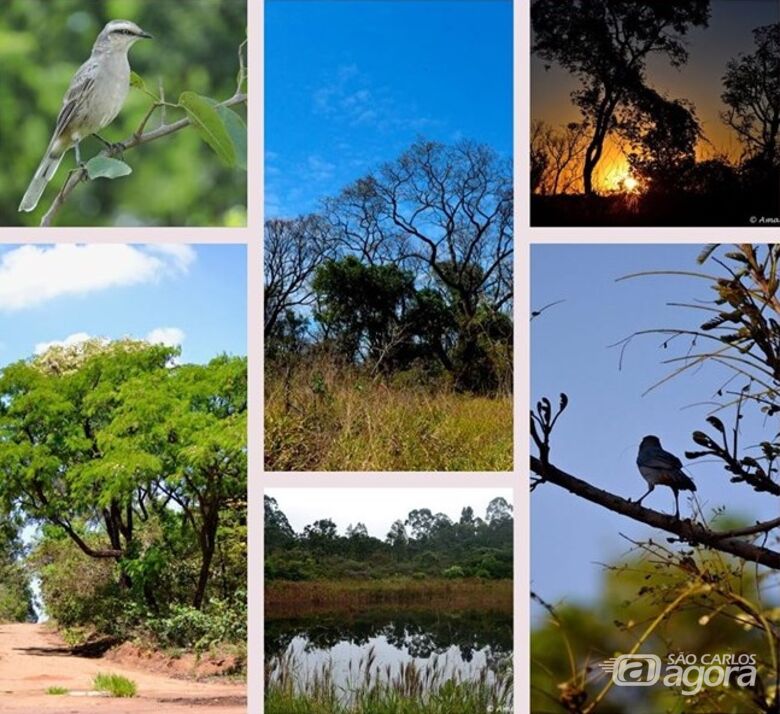 UFSCar promove Dia do Cerrado na Praça XV, incluindo atividades voltadas a crianças - Crédito: Divulgação