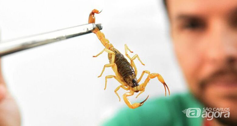 Calor e chuva: população deve ter cuidado com a época dos escorpiões - Crédito: Ministério da Saúde