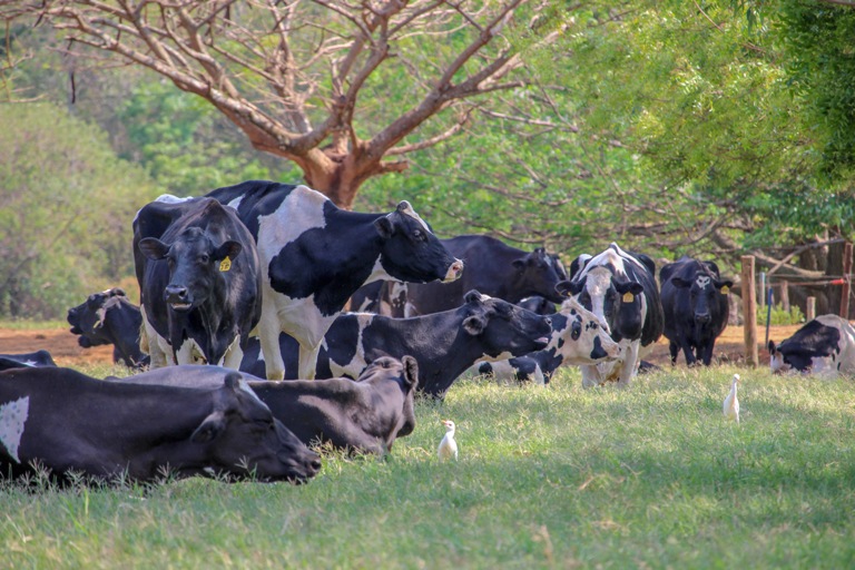 Evento com foco em água na produção animal vai discutir desafios atuais e futuros da pecuária brasileira - Crédito: Juliana Sussai