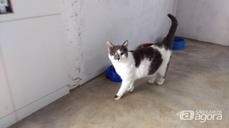 Homenagem da Funerais Pet a gatinha Margo -