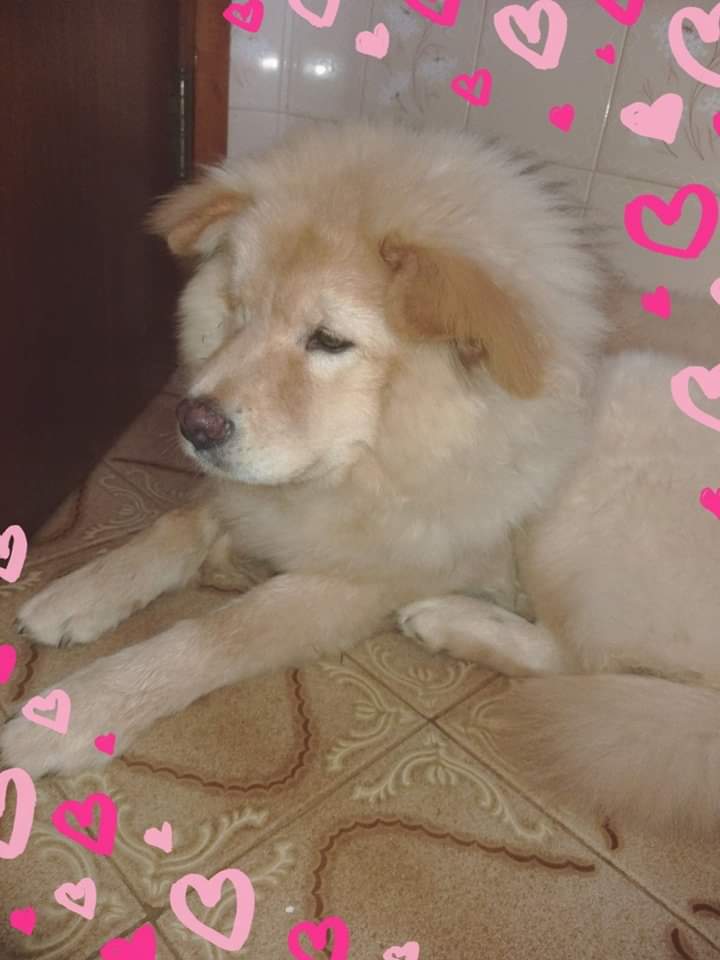 Homenagem da Funerais Pet a cachorrinha Cristal -
