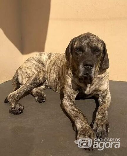 Homenagem Funerais Pet ao cachorro Sansão -