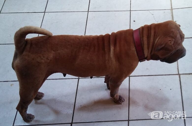 Homenagem da Funerais Pet a cachorrinha Shitara -