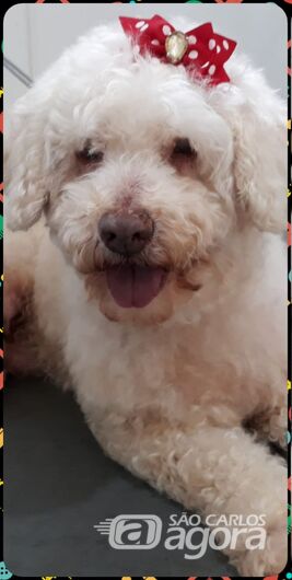 Homenagem Funerais Pet a cachorrinha Glenda -