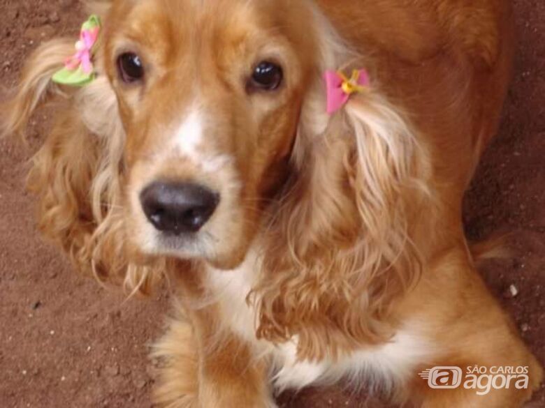 Homenagem da Funerais Pet a cachorrinha Phoebbe -