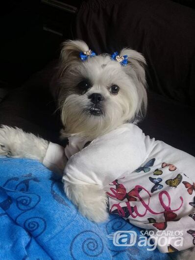 Homenagem da Funerais Pet a cachorrinha Lara -
