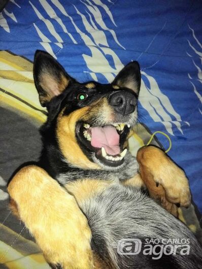 Homenagem Funerais Pet ao cachorrinho Nico -